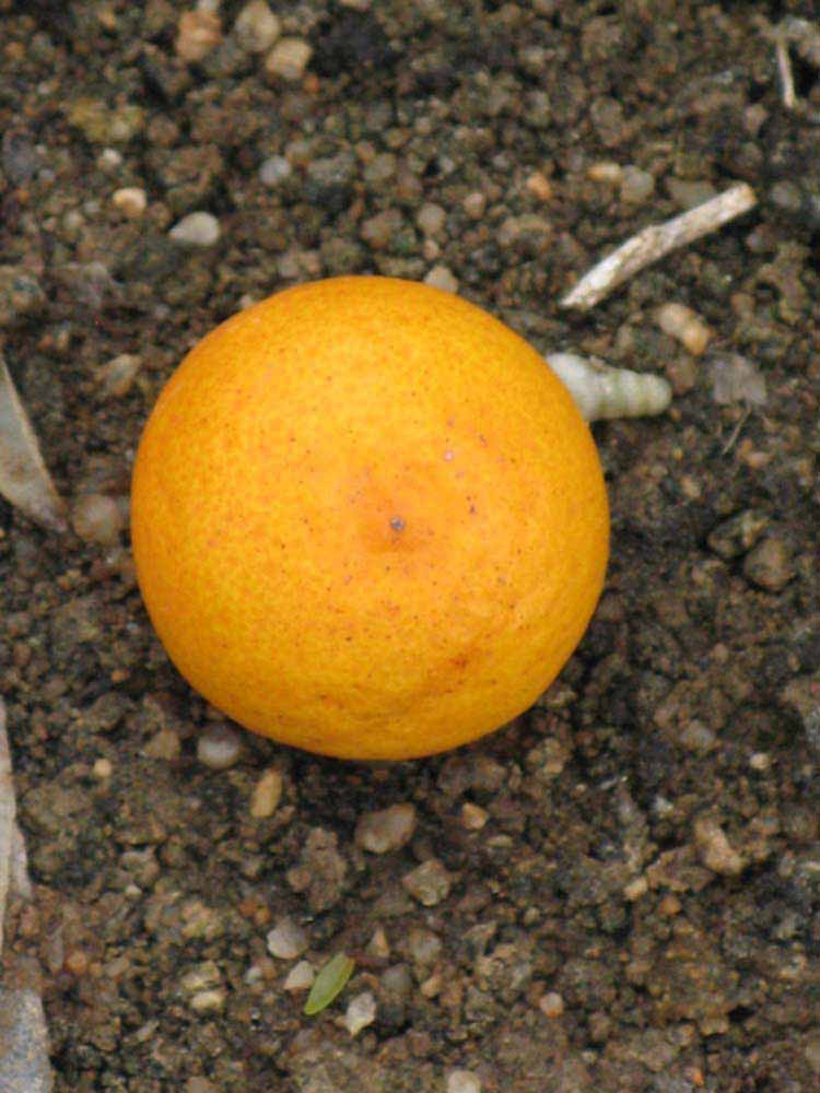              Fruit (Riverside, CA)       
